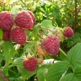 Mali Działkowcy zakładają malinowy chruśniak, wrzesień 2014