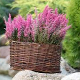 Mali działkowcy sadzą wrzosy, październik 2014