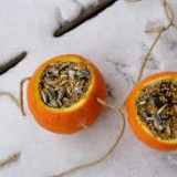 Mali działkowce pomagają ptakom, listopad 2014