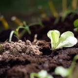 Mali Działkowcy zakładają warzywnik, kwiecień 2015