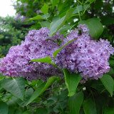 Harmonogram maj 2015