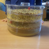 Zdrowie na talerzu, przedszkolaki hodują kiełki