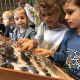 Odwiedziny chrząszczy, październik 2017